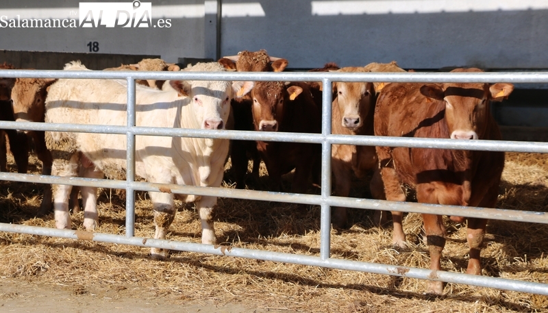 Estrepitosa caída del cereal y subida de los machos de vacuno para cebo