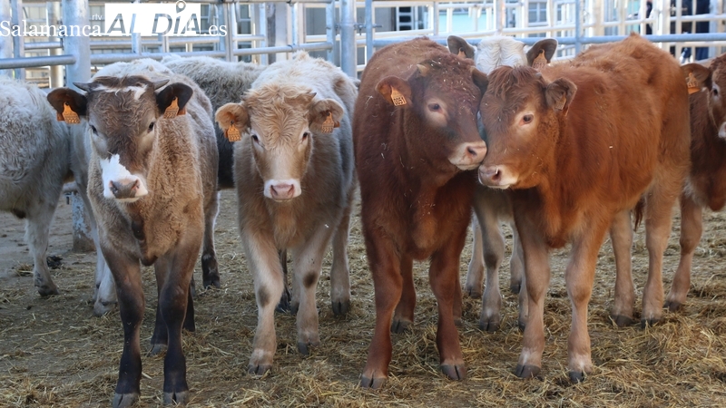 Descenso generalizado del precio del cereal, caída de los tostones y de los lechazos, y nueva subida de la paja