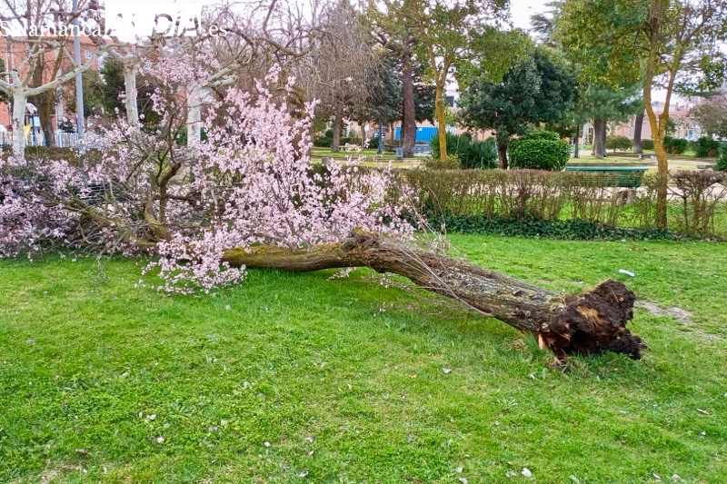 Cae un árbol de grandes dimensiones en el parque Los Jardines
