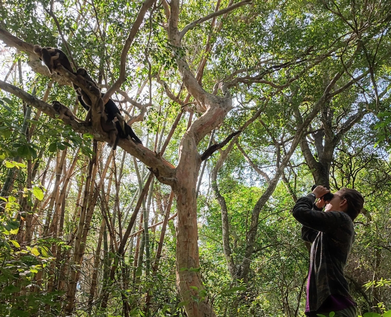 La Jane Goodall salmantina que estudia a los monos aulladores en Argentina