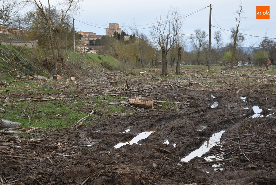 La Alameda de la Moretona cambia de look con la tala de 170 chopos