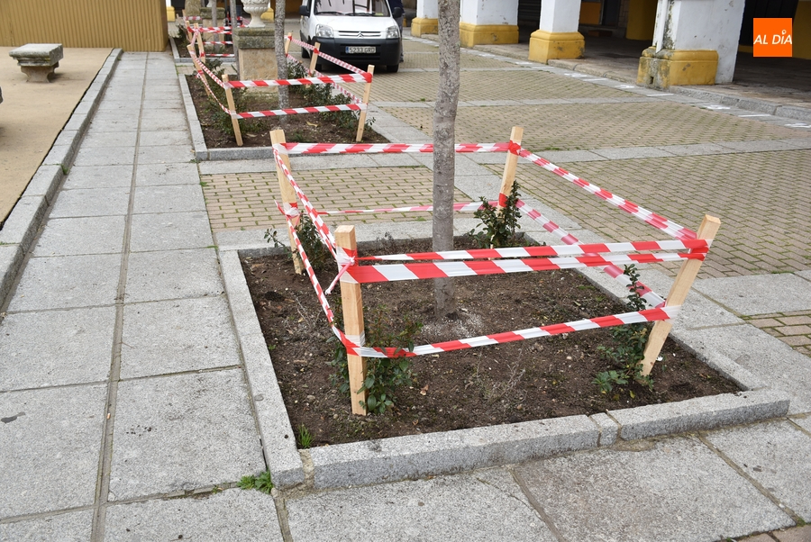Protegidos los alcorques de la Plazuela del Buen Alcalde para que no sean destrozados