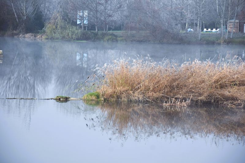 Mañanas de niños y perros