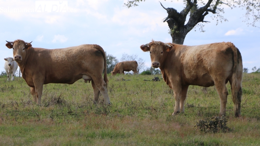El cereal continúa en caída libre y el vacuno con nuevas subidas
