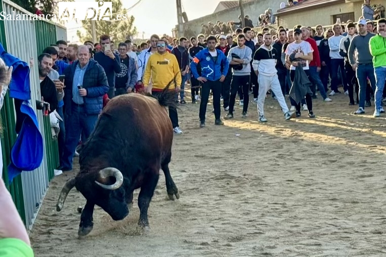 Un hervidero de visitantes: Babilafuente desborda en ambiente durante el V Toro de San Blas