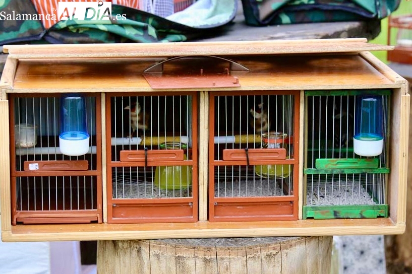 Todo preparado para la puesta en marcha del I Concurso Silvestrista Abierto Ciudad de Peñaranda