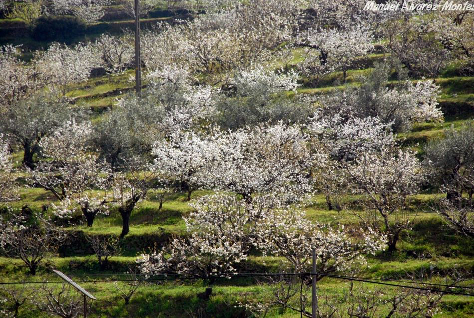 La excursión al Valle del Jerte de la asociación de mayores San Miguel desborda previsiones poniendo en marcha un segundo autobús 