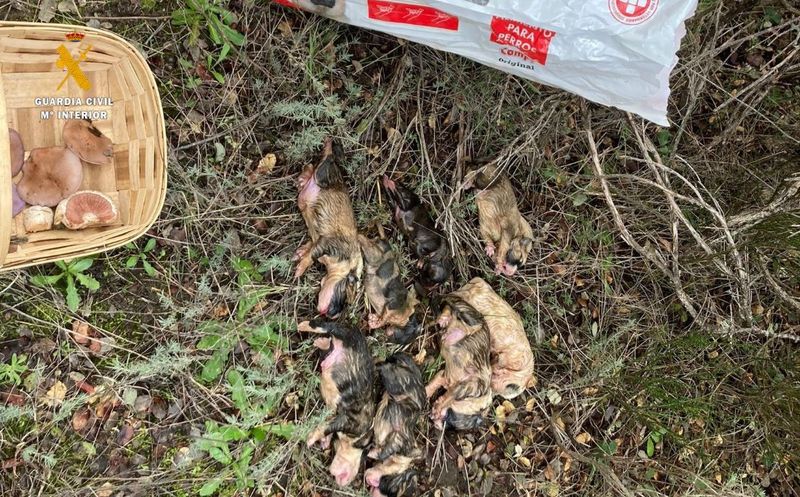 Localizada la presunta autora de la muerte de ocho cachorros de mastín español en Salamanca