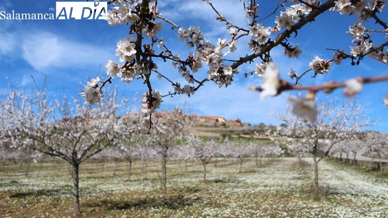 Febrero, el mes de las amendoeiras
