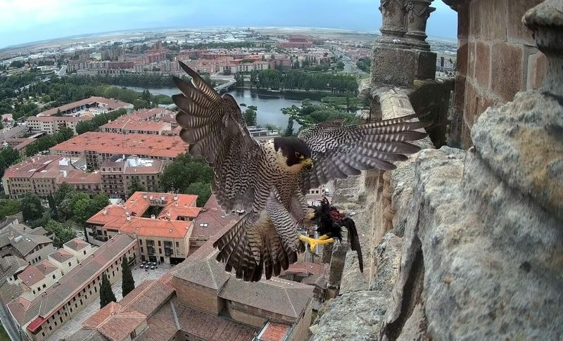 Conoce de cerca a los halcones que han conquistado el cielo de Salamanca