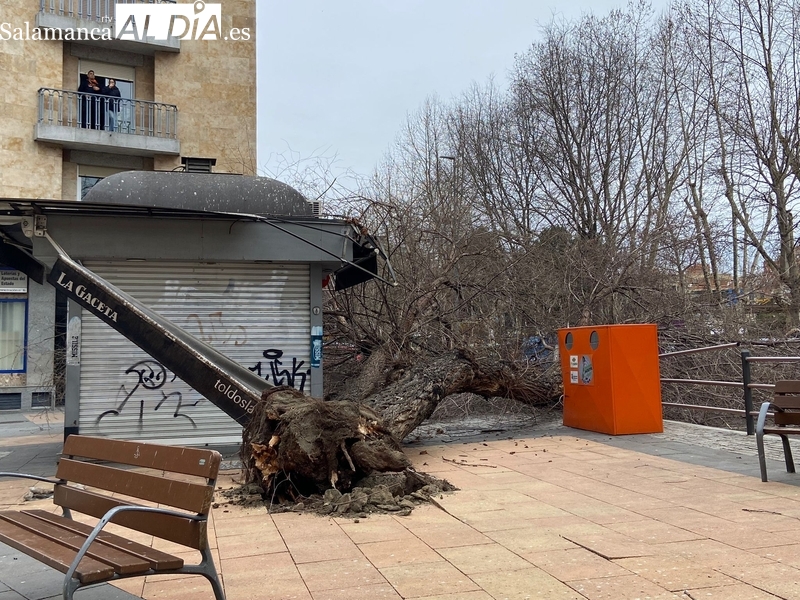 El viento derriba un árbol en la esquina de Comuneros y paseo de la Estación