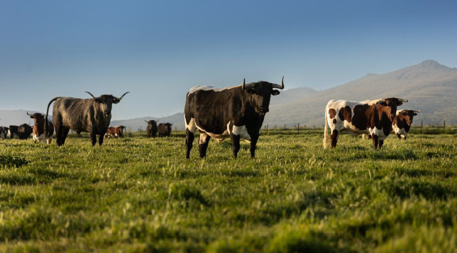 SALAMANCA: Los bueyes de bellota, producto «gourmet» superior