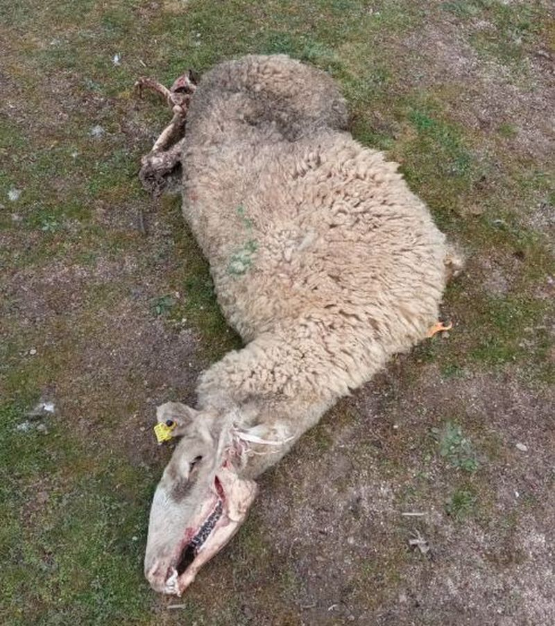 El problema es que los buitres están muertos de hambre y atacan a nuestro ganado
