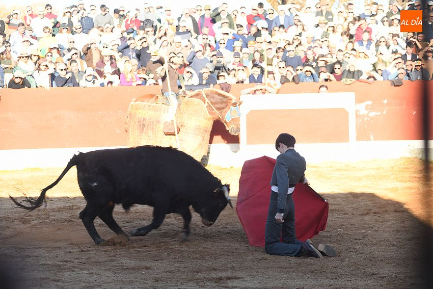 Capitán, de Castillejo de Huebra, novillo más bravo de la final del Bolsín