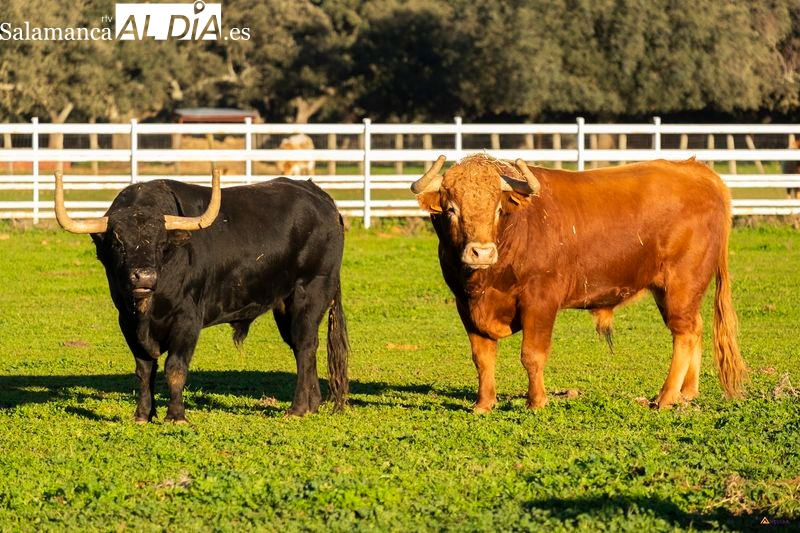 Torrealba se suma con una novillada a las corridas de toros de ganaderías salmantinas en La Maestranza