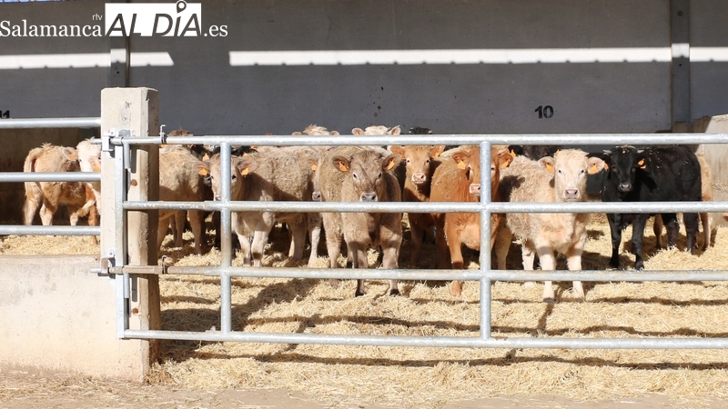 Compradores y vendedores acuerdan que no se cotice en solidaridad con  agricultores y ganaderos