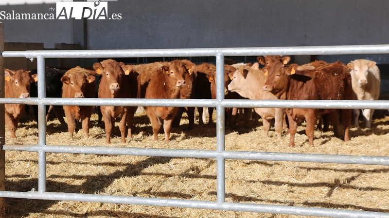 El cereal se mantiene sin cotizar por segunda semana para evitar una nueva bajada de precios