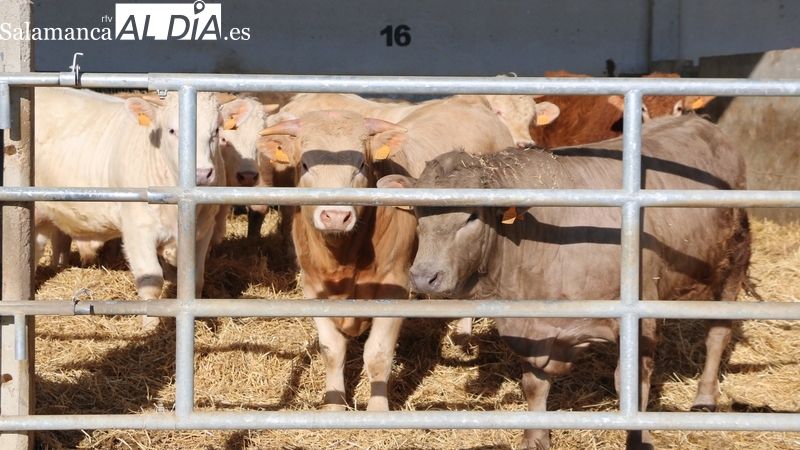 El cereal vuelve a la pizarra de cotizaciones con precios de hace tres años, mientras el vacuno sigue al alza