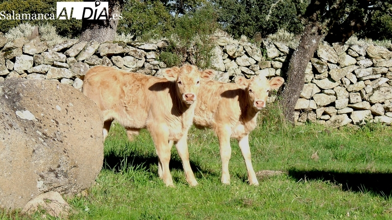 El cereal quiere comenzar a repuntar precios y el vacuno se mantiene imparable