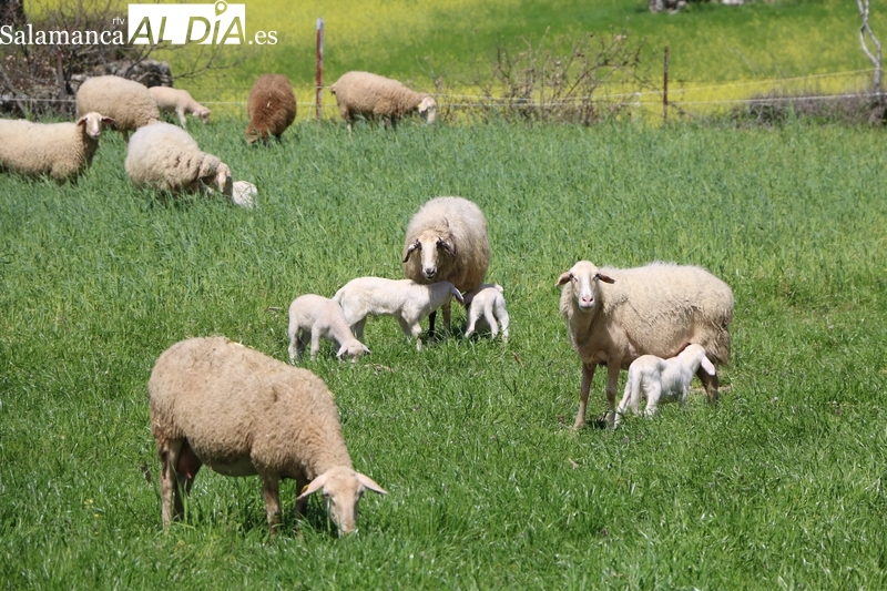 El cereal despega tras semanas de caídas