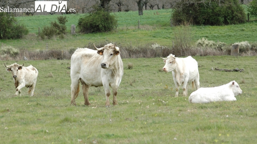 El cereal mantiene la caída libre y el vacuno aún más fuerte