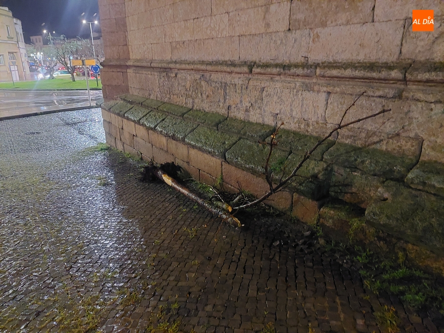 Un conductor se lleva por delante otro árbol en la zona del Cruce