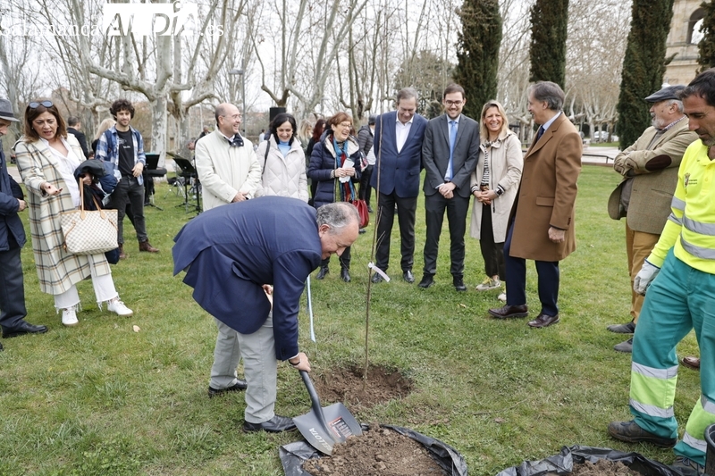 Una quincena de olmos en los jardines de la iglesia Nueva del Arrabal forman el ‘Bosque de la Cultura’