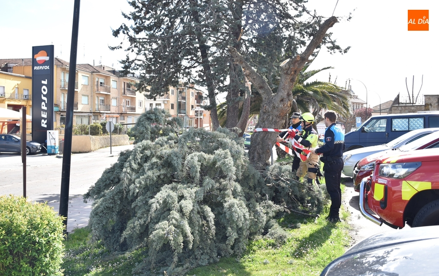 Cede por culpa del viento una rama de grandes dimensiones en la Avenida de Salamanca