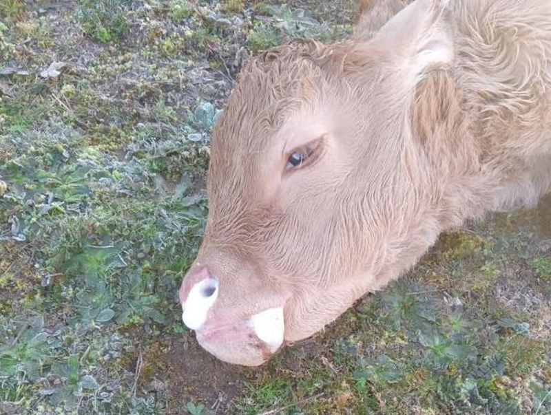 La EHE regresa con virulencia a la provincia de Salamanca