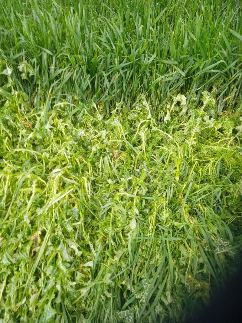 La pedrea causa importantes daños en el campo salmantino