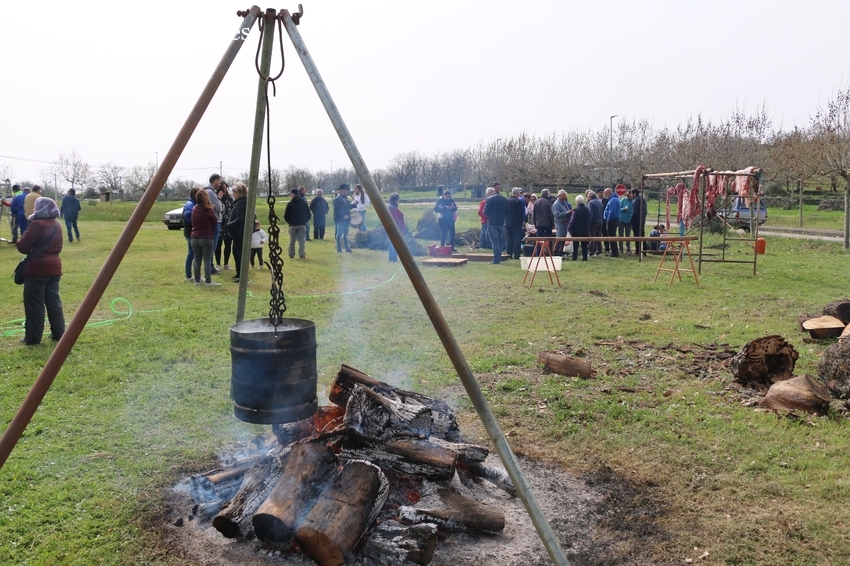 Cerezal de Peñahorcada pone el broche al calendario provincial de matanzas con una cochina de 220 kilos