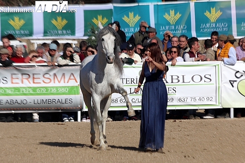 Todo preparado para la III Feria Solidaria del Caballo en Bañobárez