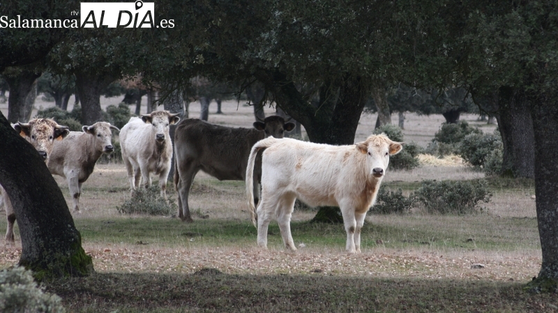 El vacuno mantiene la tendencia al alza de los precios y el cereal no sale del abismo