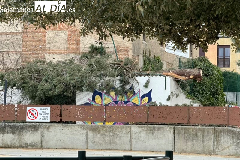 Cerrado el parque La Huerta por la caída de un gran árbol afectado por el temporal