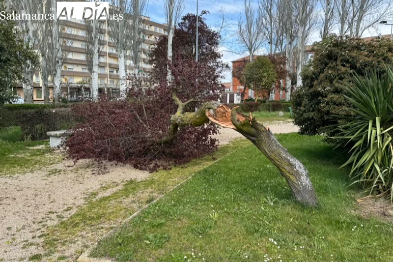 Rachas de viento por encima de los 80 km/h dejan incidencias en Peñaranda