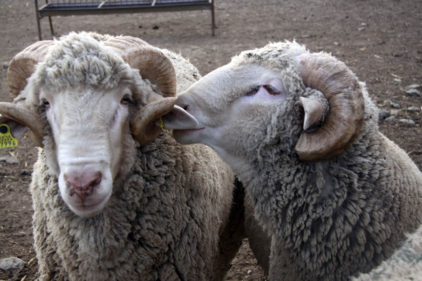 Las Grandes Cabañas del merino 