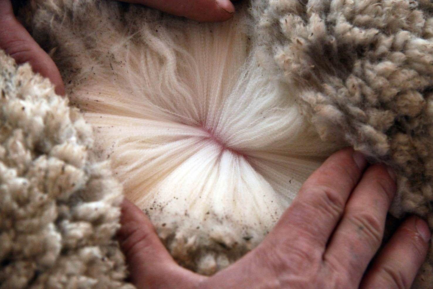 Las grandes cabañas del merino 