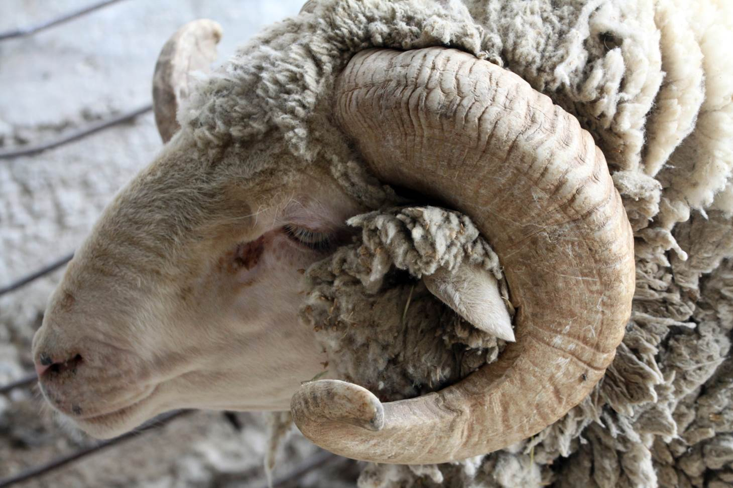 Las grandes cabañas del merino 