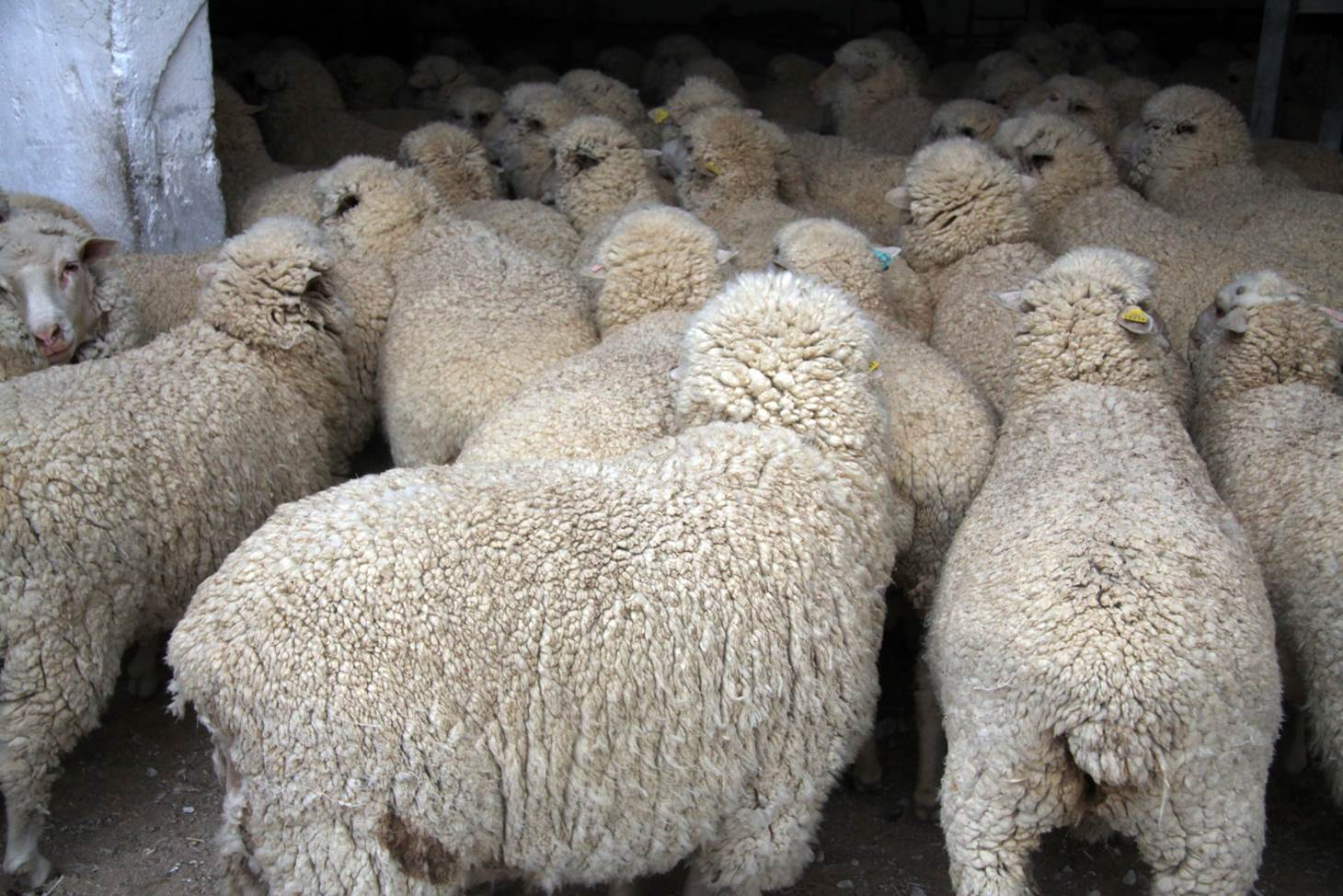 Las grandes cabañas de merinas 