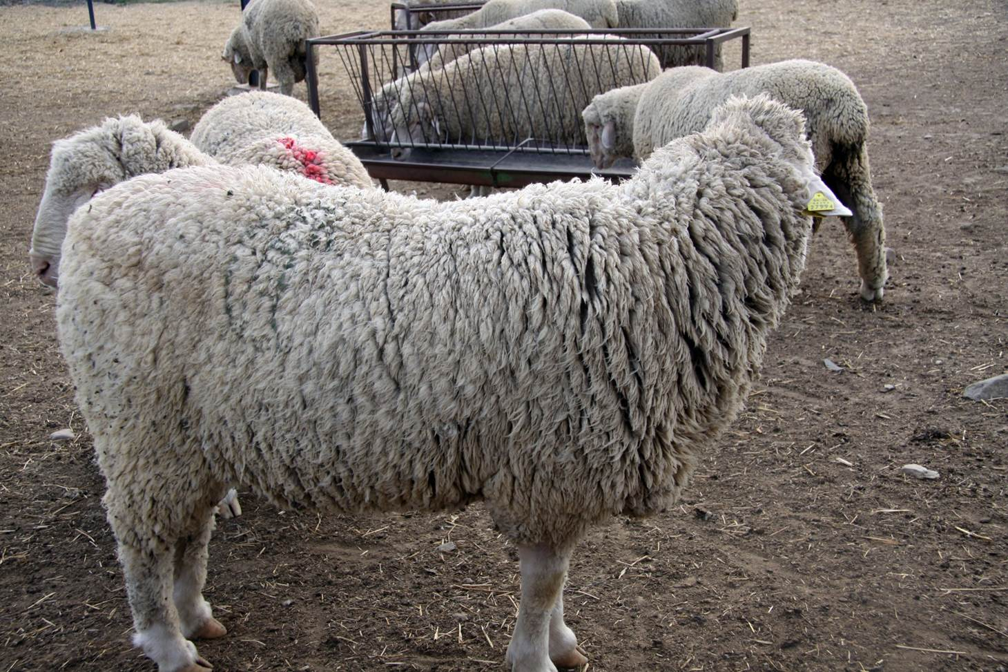 Las grandes cabañas del merino 