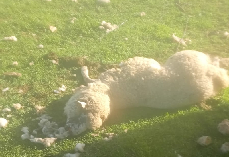 Los buitres atacan de nuevo en Cespedosa de Tormes