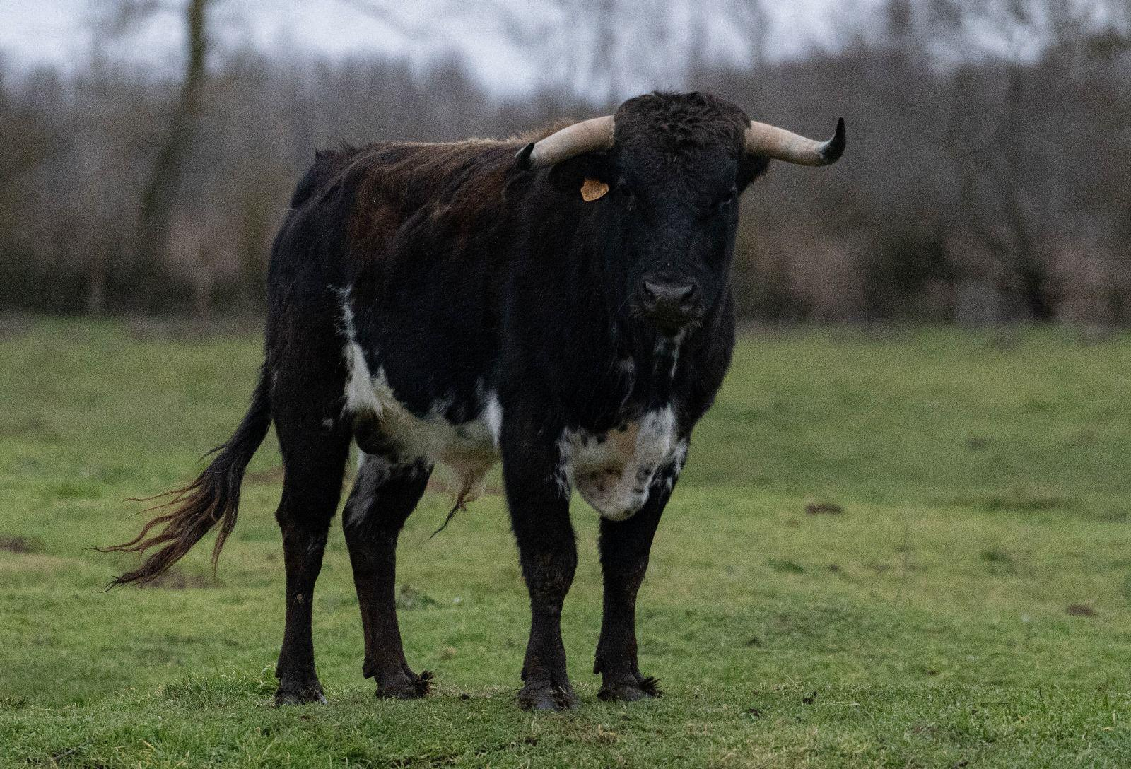 Así es la novillada de Núñez del Cuvillo que se lidiará en Villoria (FOTOS)