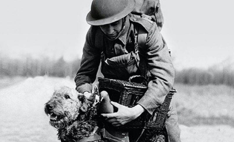David Sánchez presenta Animales de combate en Salamanca