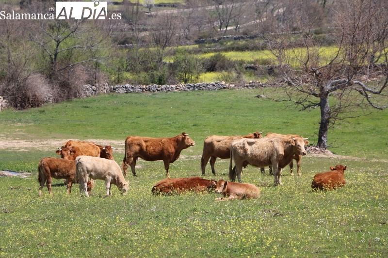 Fuerte caída del precio del cereal mientras el vacuno de vida cotiza al alza ante la escasez de animales