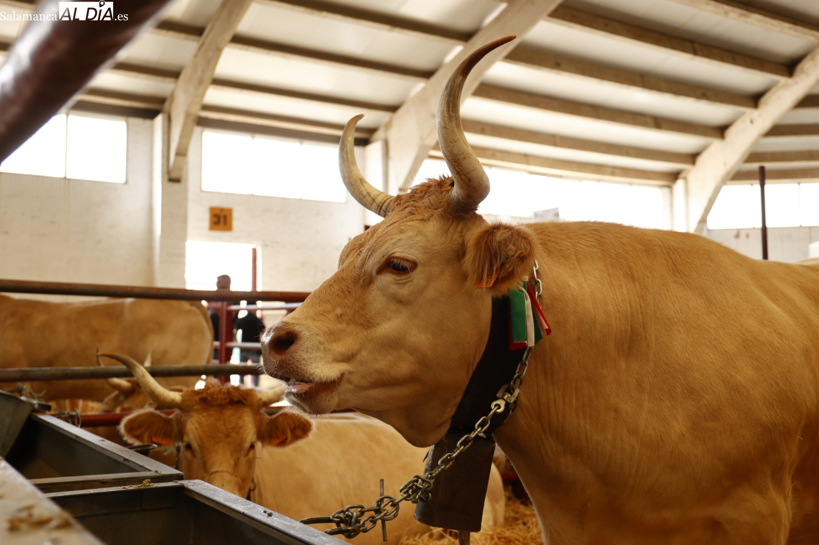 La extrema burocracia obliga a dedicar más tiempo al papeleo que a los animales, denuncian desde UPA-COAG 