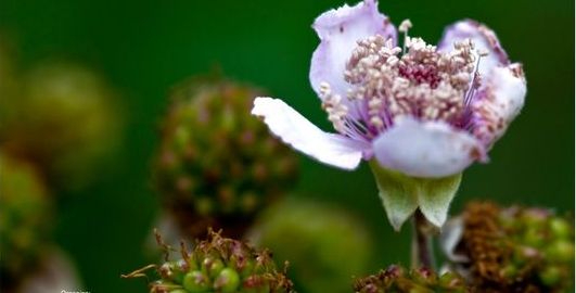 Segundas jornadas sobre plantas comestibles silvestres en Alba de Tormes