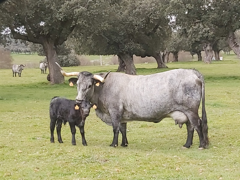 La Morucha es una carne mejor que otras y mucho más sana