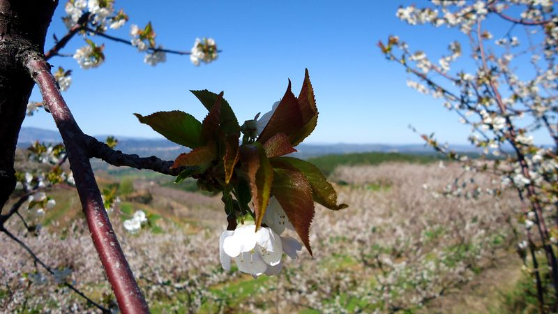 Programa turístico ‘Cerezos en Flor de Fundão’ trascurre hasta el 7 de abril