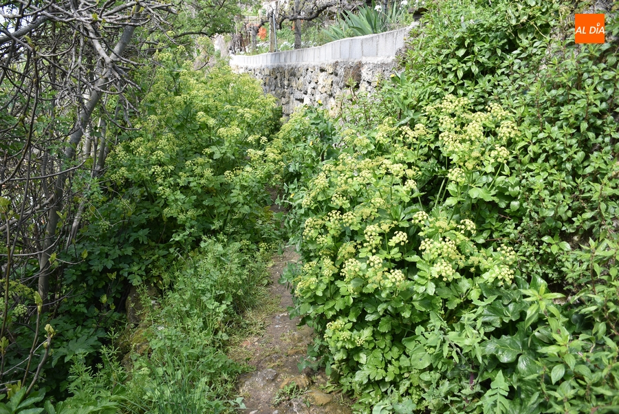 La vegetación deja intransitable el tramo central de la Cuesta de las Higueras