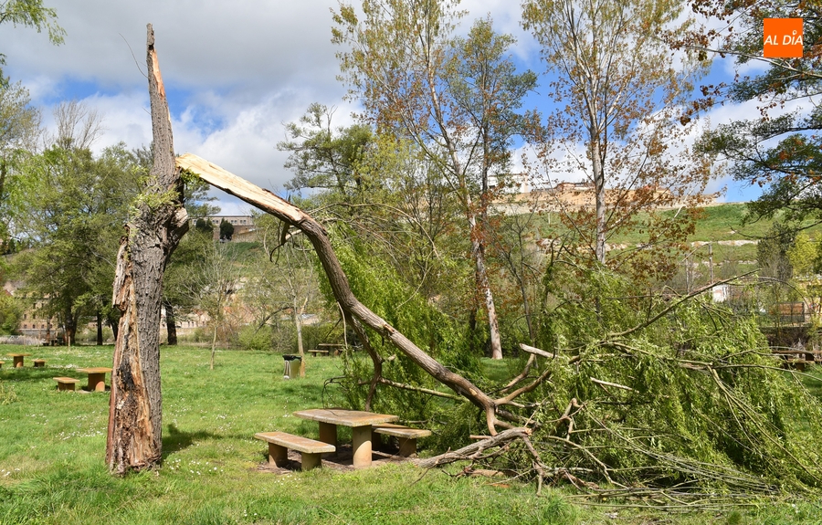 Un árbol tronchado en mitad del Picón, entre los recuerdos del mal tiempo a orillas del río